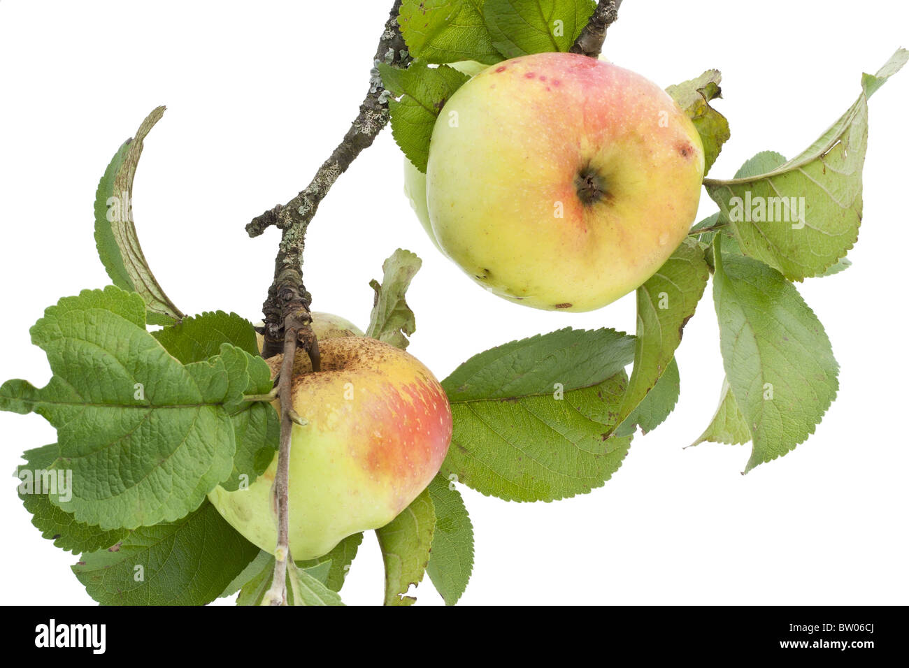 Real fruit hi-res stock photography and images - Alamy