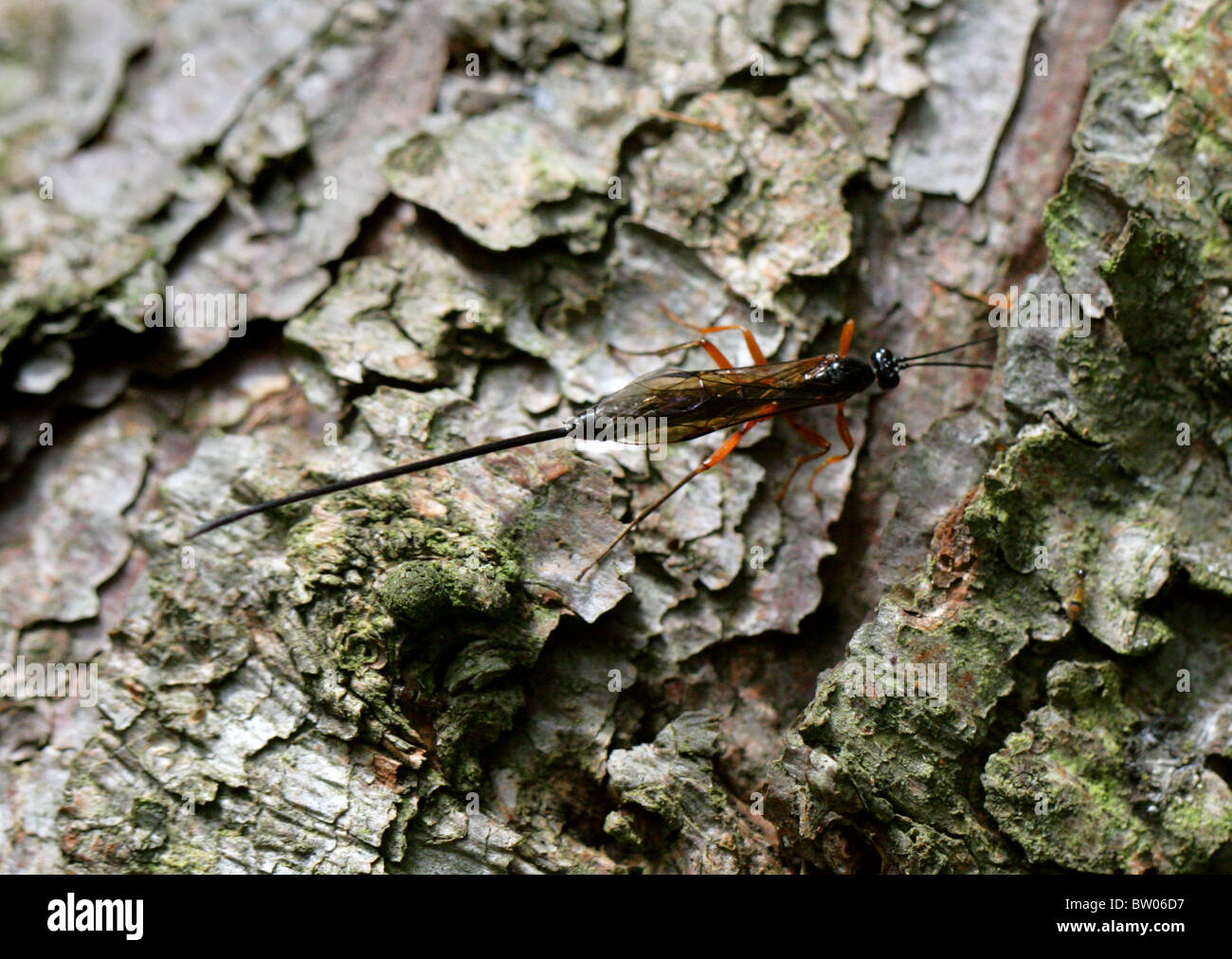 Female Ichneumon Wasp, Dolichomitus imperator, Ichneumonidae, Apocrita ...