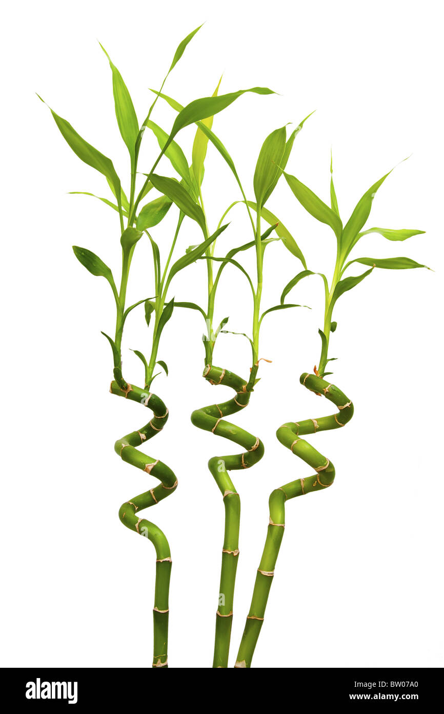 Bamboo Sprouts High Resolution Stock Photography and Images Alamy