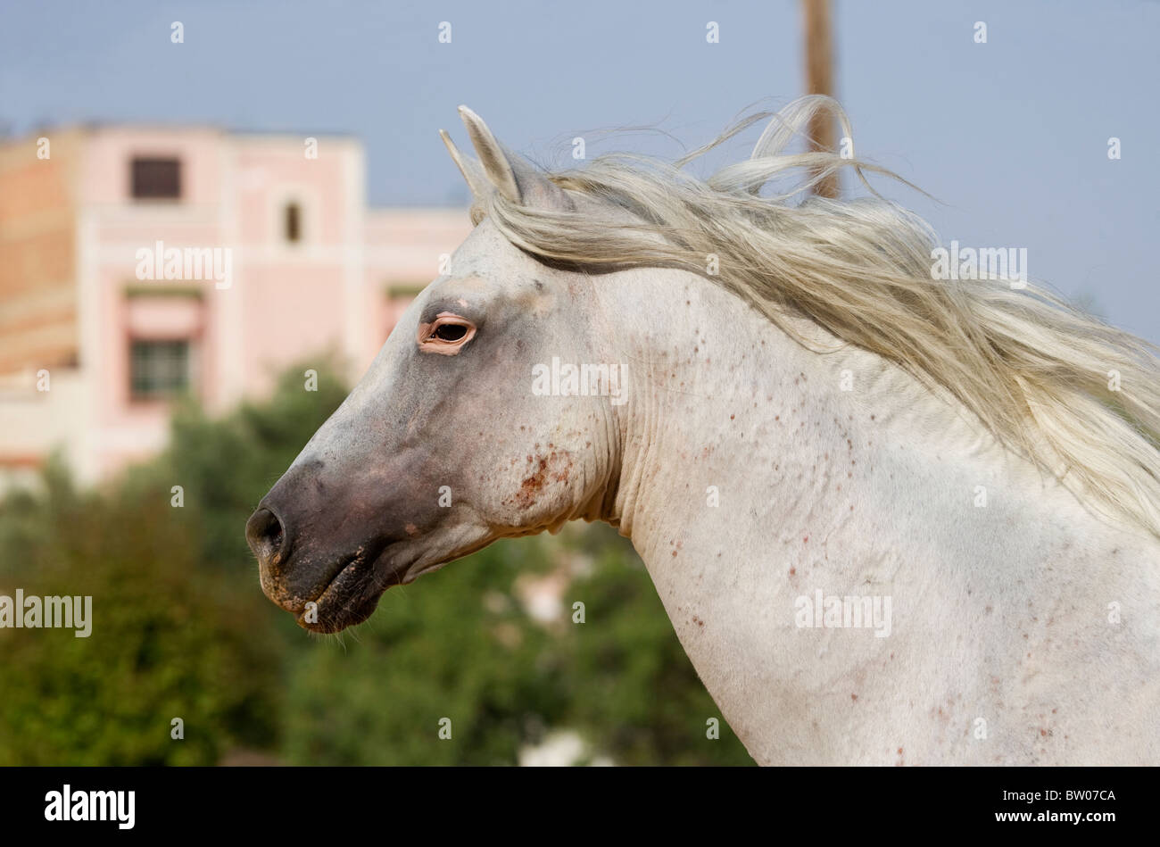 Africa Animal Horse Stallion Arab Stud beautiful Stock Photo