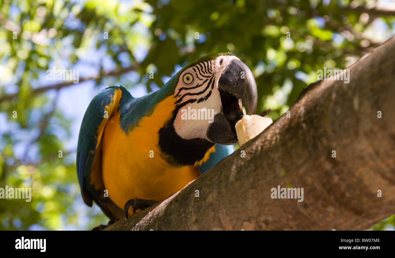 Beautiful macaw parrot feeding perched on branch Stock Photo
