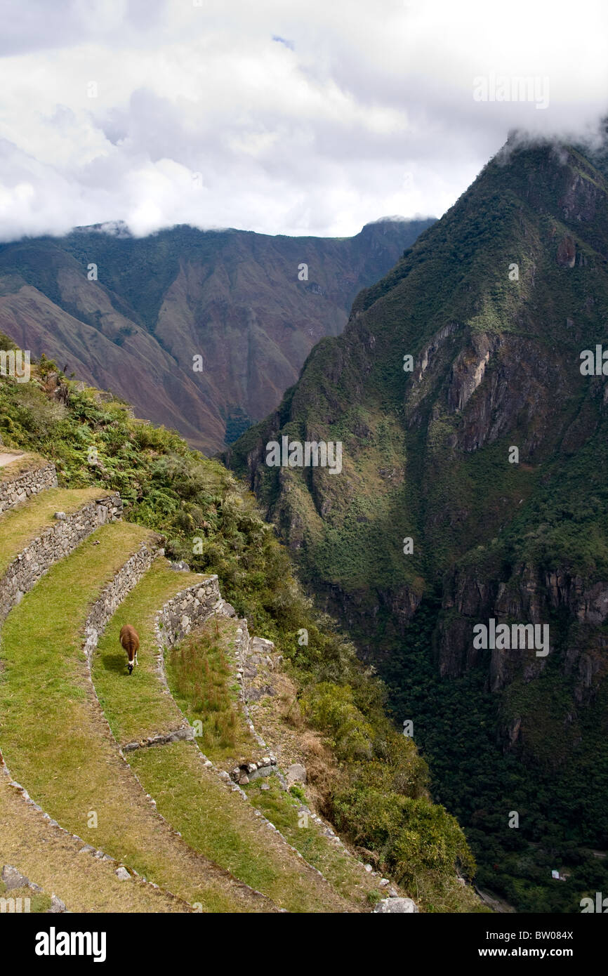 View across the ruins of ancient inca terraces in town of Machu Picchu in Peru Stock Photo