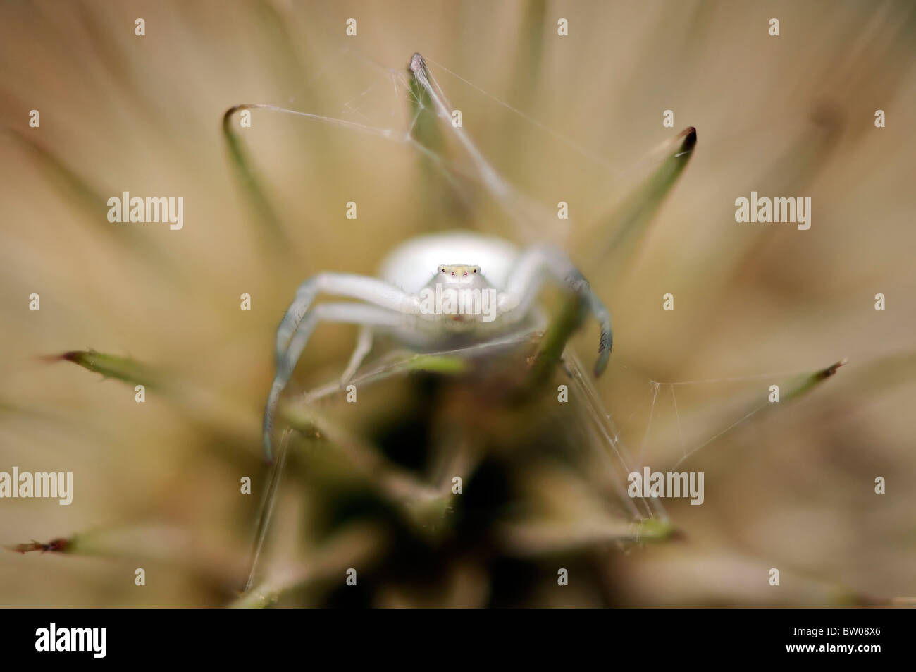 A small white crab spider - Misumena vatia in a Teasel seedhead - Dipsacus sylvestris) Stock Photo