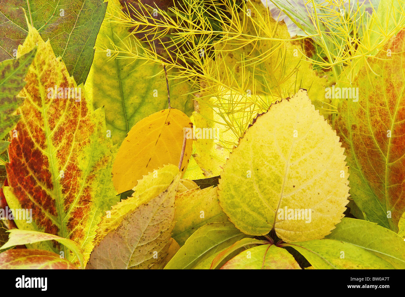 Yellow autumn background from garden leaves Stock Photo
