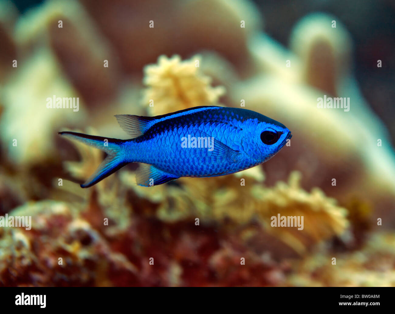 Underwater off the coast of Roatan Honsuras Blue Chromis fish Stock Photo
