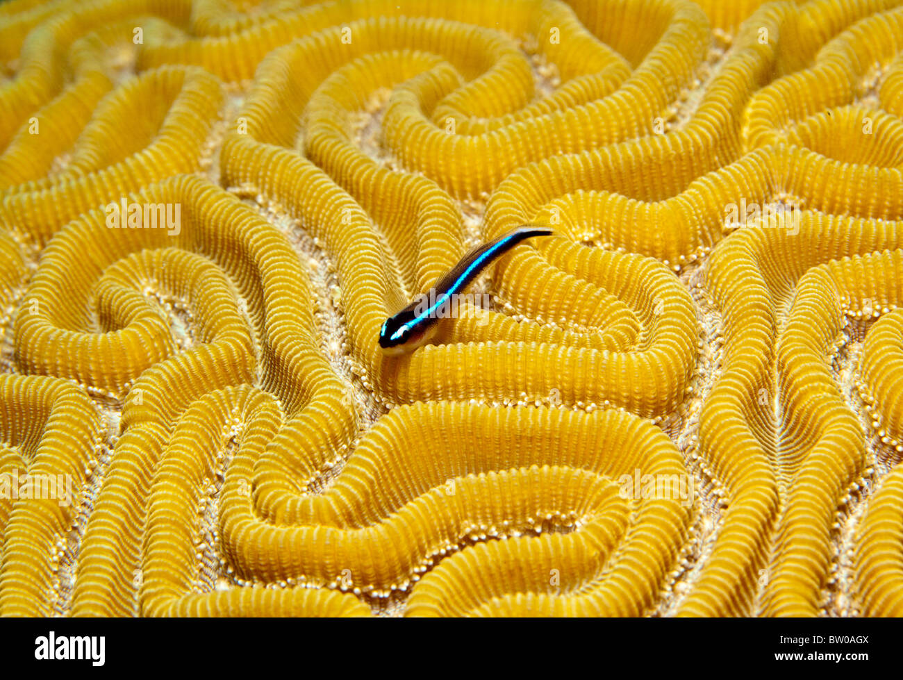 Close up of Neon Goby fish on coral reef resting on brain coral Stock Photo