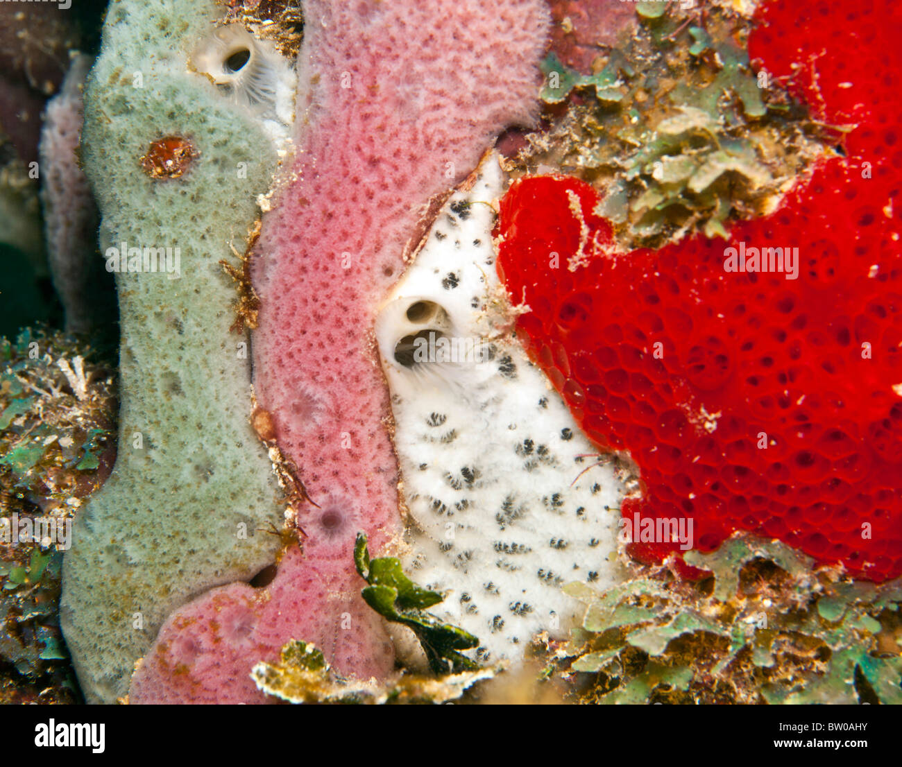 Close up macro shot of Star encrusting sponge various varieties Stock Photo