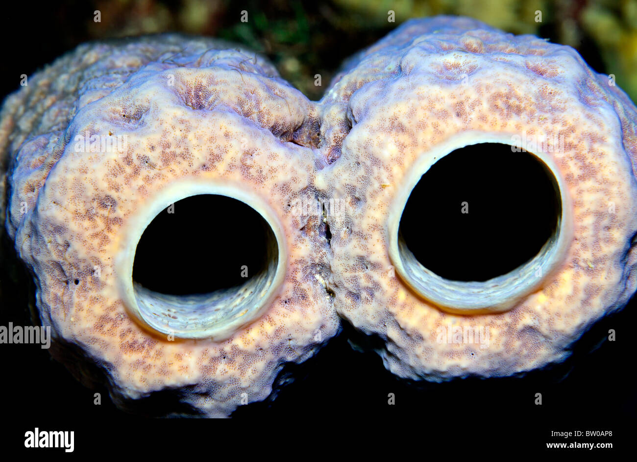 Purple branching vase sponge Stock Photo Alamy