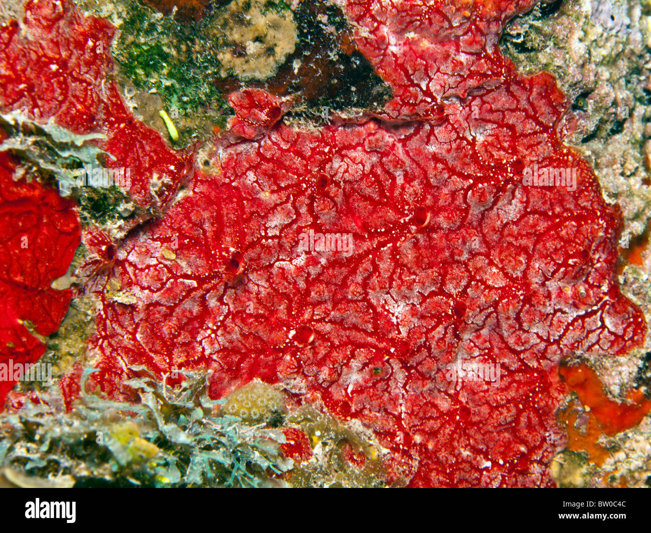 Close up macro shot of Star encrusting sponge various varieties Stock Photo