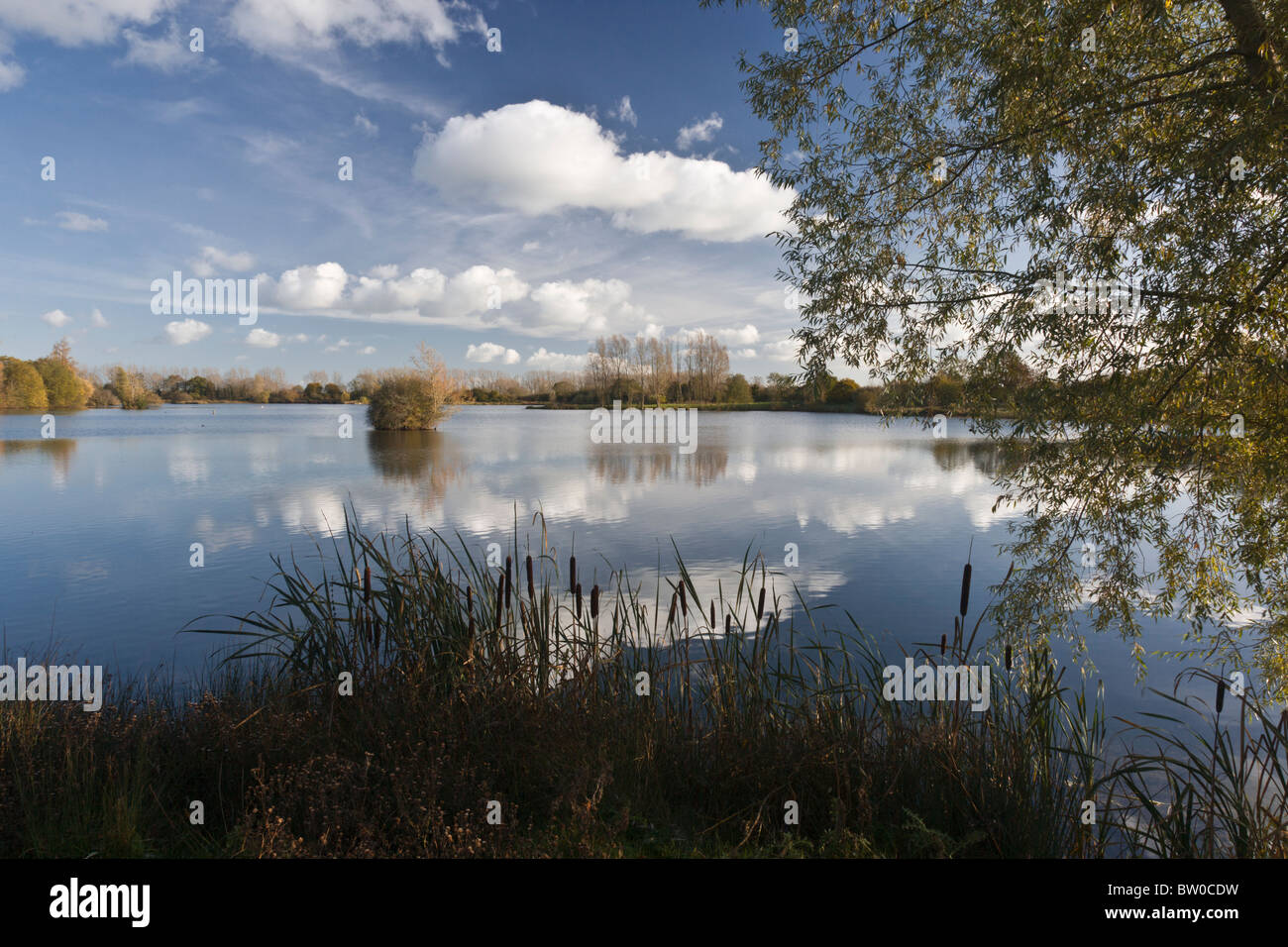 Mallard Lake at Lower More Farm nature reserve Stock Photo Alamy