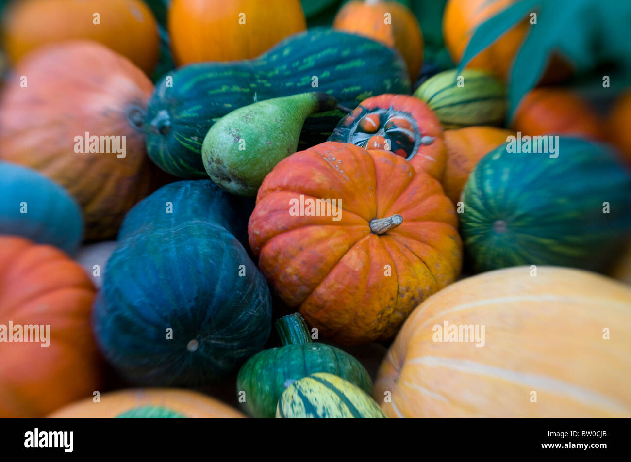 A collection of winter pumpkins, Gourds and Squashes Stock Photo