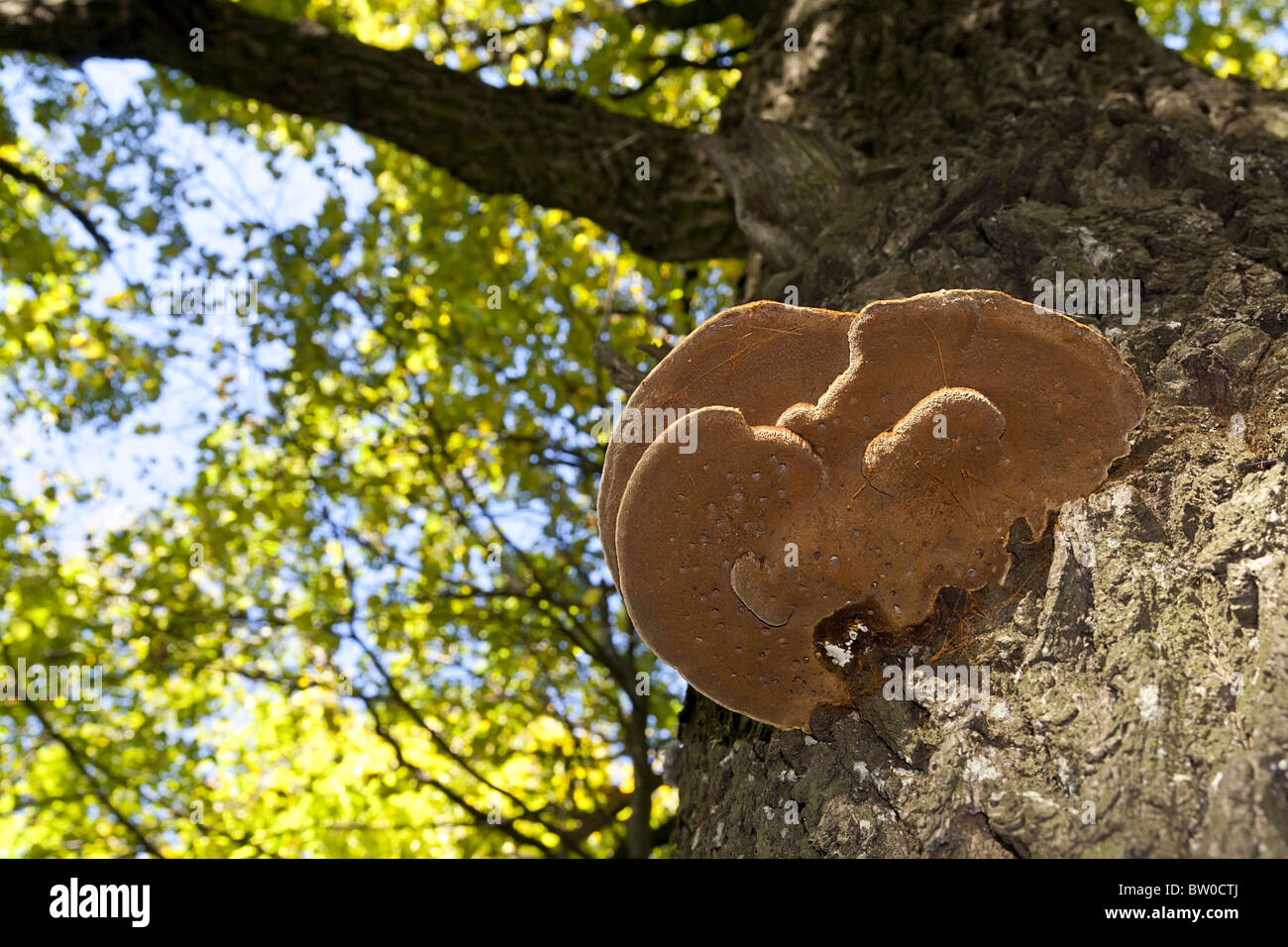 Wood mushroom on a maple trunk Stock Photo
