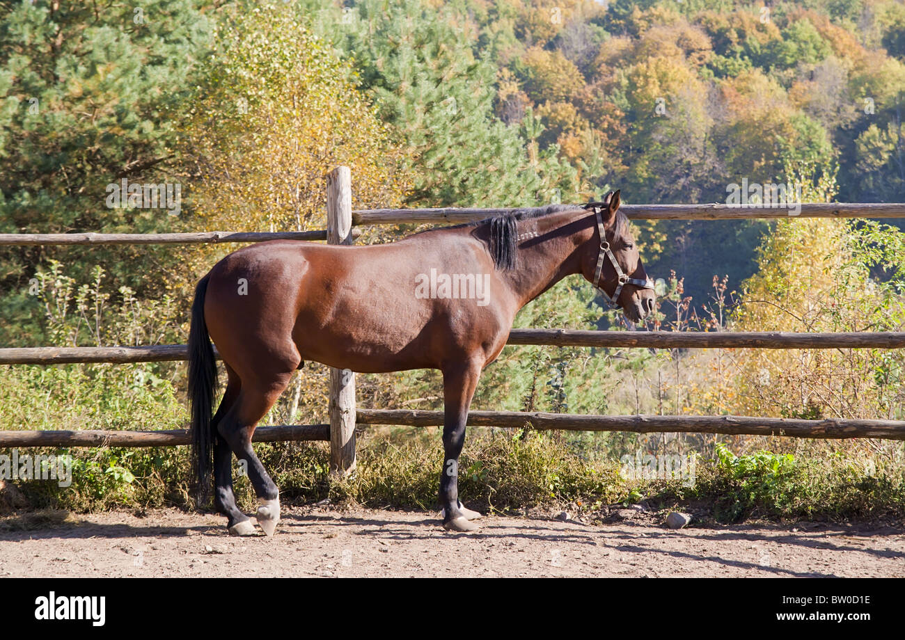 Bay horse against autumn wood Stock Photo