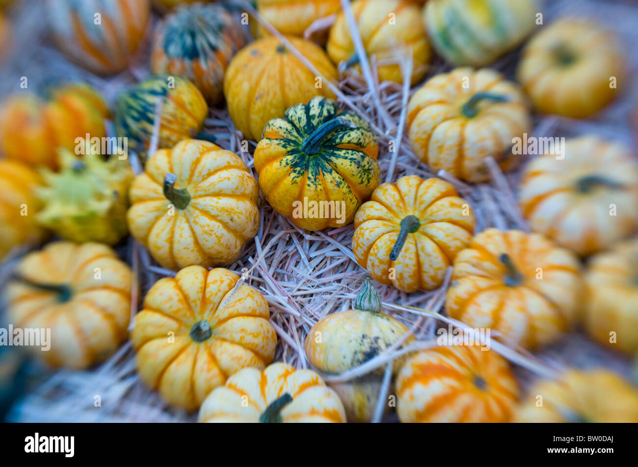 A collection of autumn mixed Gourds and Squashes Stock Photo Alamy