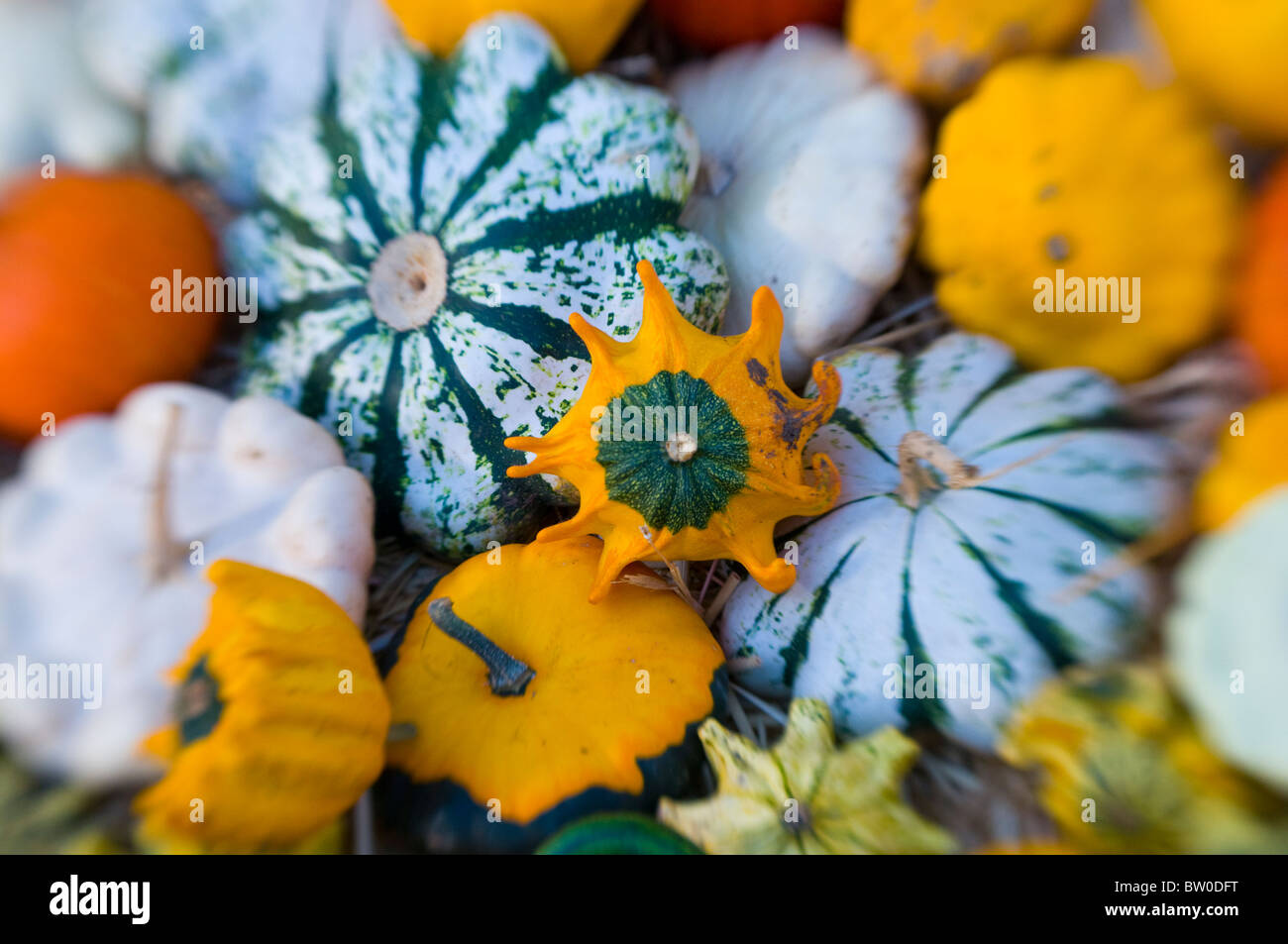 A collection of autumn mixed Gourds and squashes Stock Photo Alamy