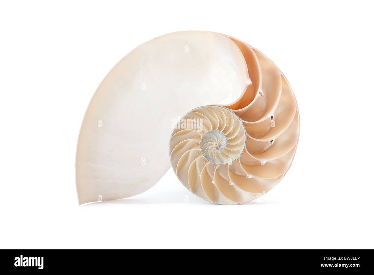 A perfect and amazing fibonacci pattern in a nautilus shell Stock Photo