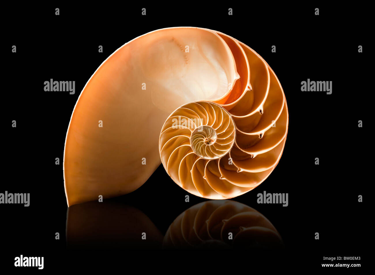 A perfect and amazing fibonacci pattern in a nautilus shell Stock Photo