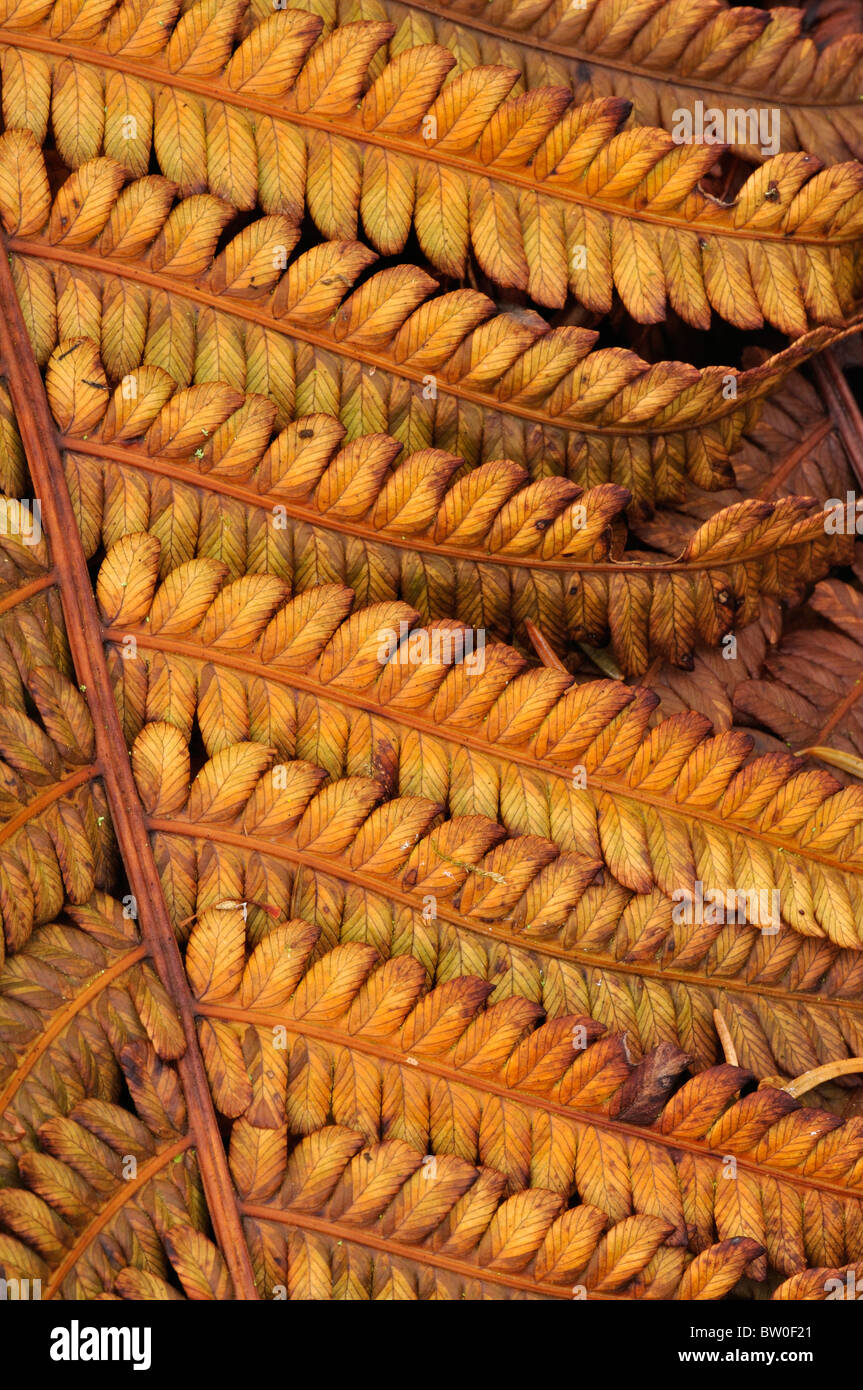 A pattern made from fern fronds in autumn. Dorset, UK November 2010 Stock Photo