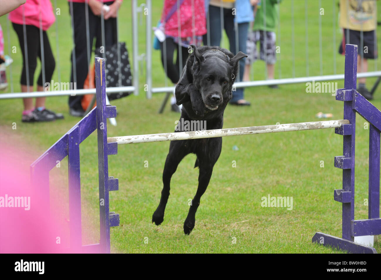 Jumping dog hires stock photography and images Alamy