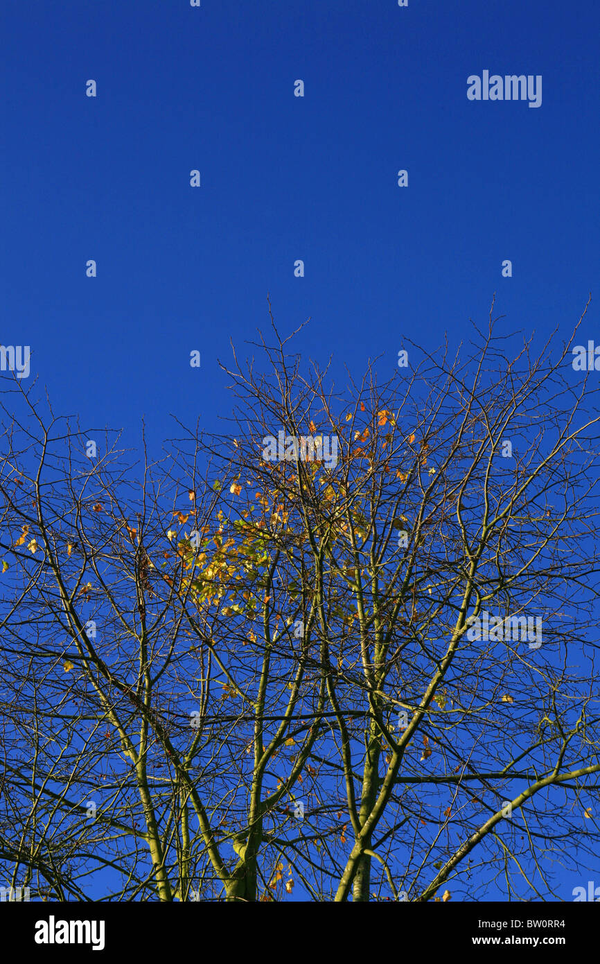 The last golden leaves of Autumn against a clear blue sky. Stock Photo