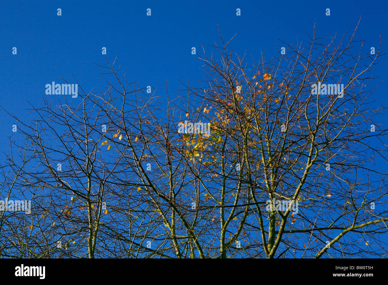 The last golden leaves of Autumn against a clear blue sky. Stock Photo