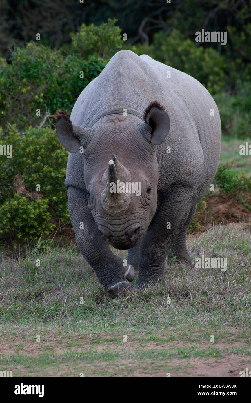 Black Rhinoceros Portrait, Amakhala Game Reserve, South Africa Stock Photo