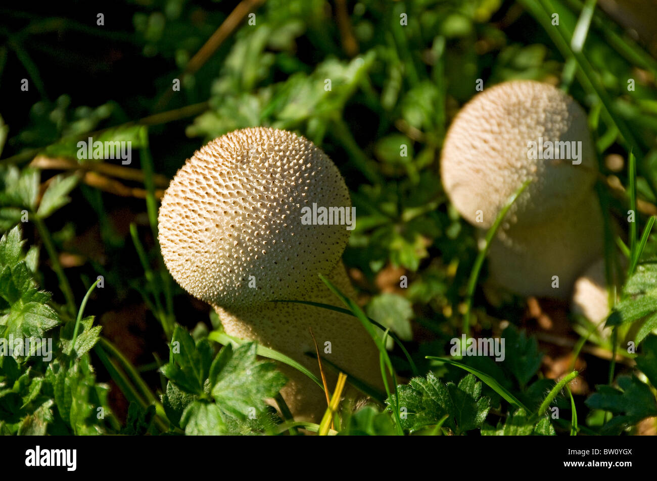 Close up of puffball fungus fungi England UK United Kingdom GB Great Britain Stock Photo