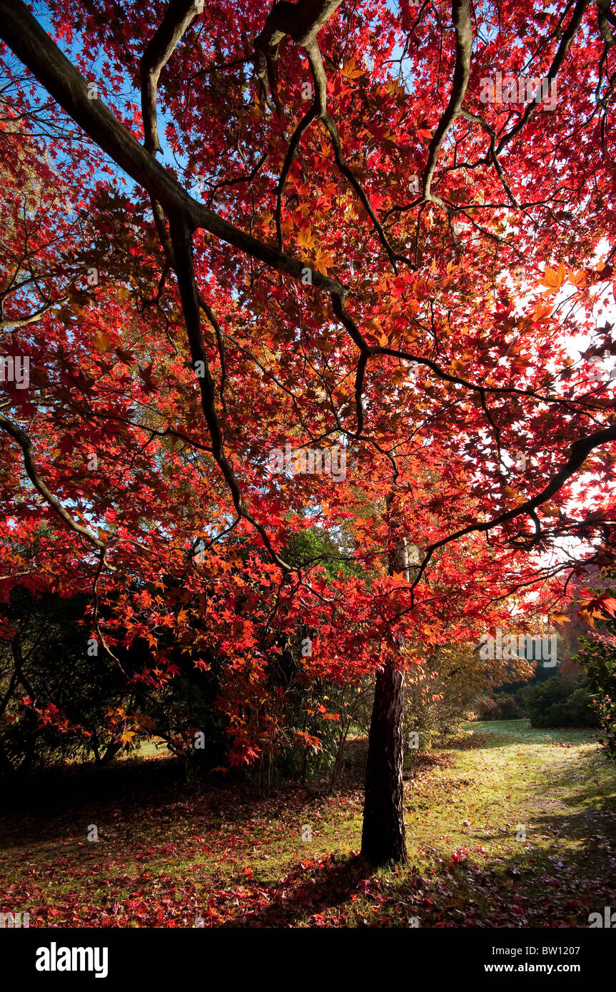 Autumn Tree, Beautiful red leaves on the tree and on the ground in a wide  angle taken in Richmond Park Stock Photo - Alamy
