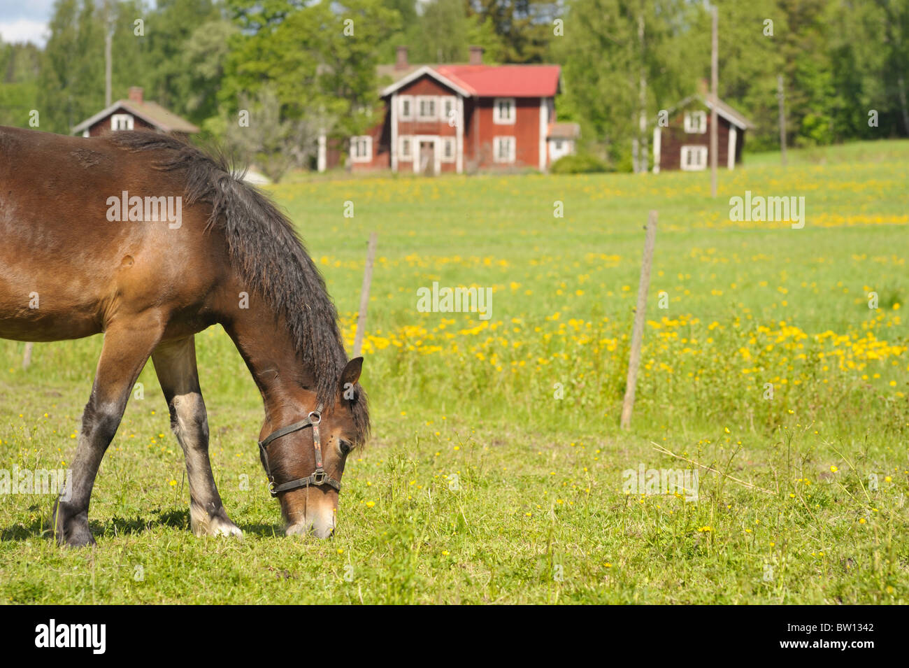 Horse grazing in front of traditional red house, Sweden, Europe Stock Photo