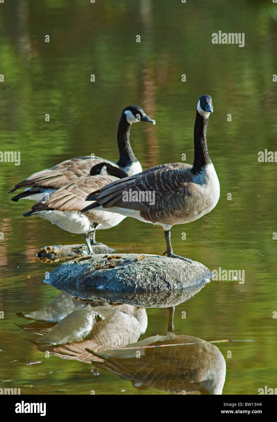 Three Canada geese (Branta canadensis) by a lake, Stockholm, Sweden Stock  Photo - Alamy
