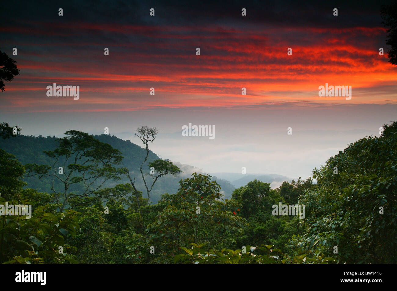 Colorful skies at dawn in the rainforest at Cerro Pirre, Darien national park, Darien province, Republic of Panama, Central America. Stock Photo