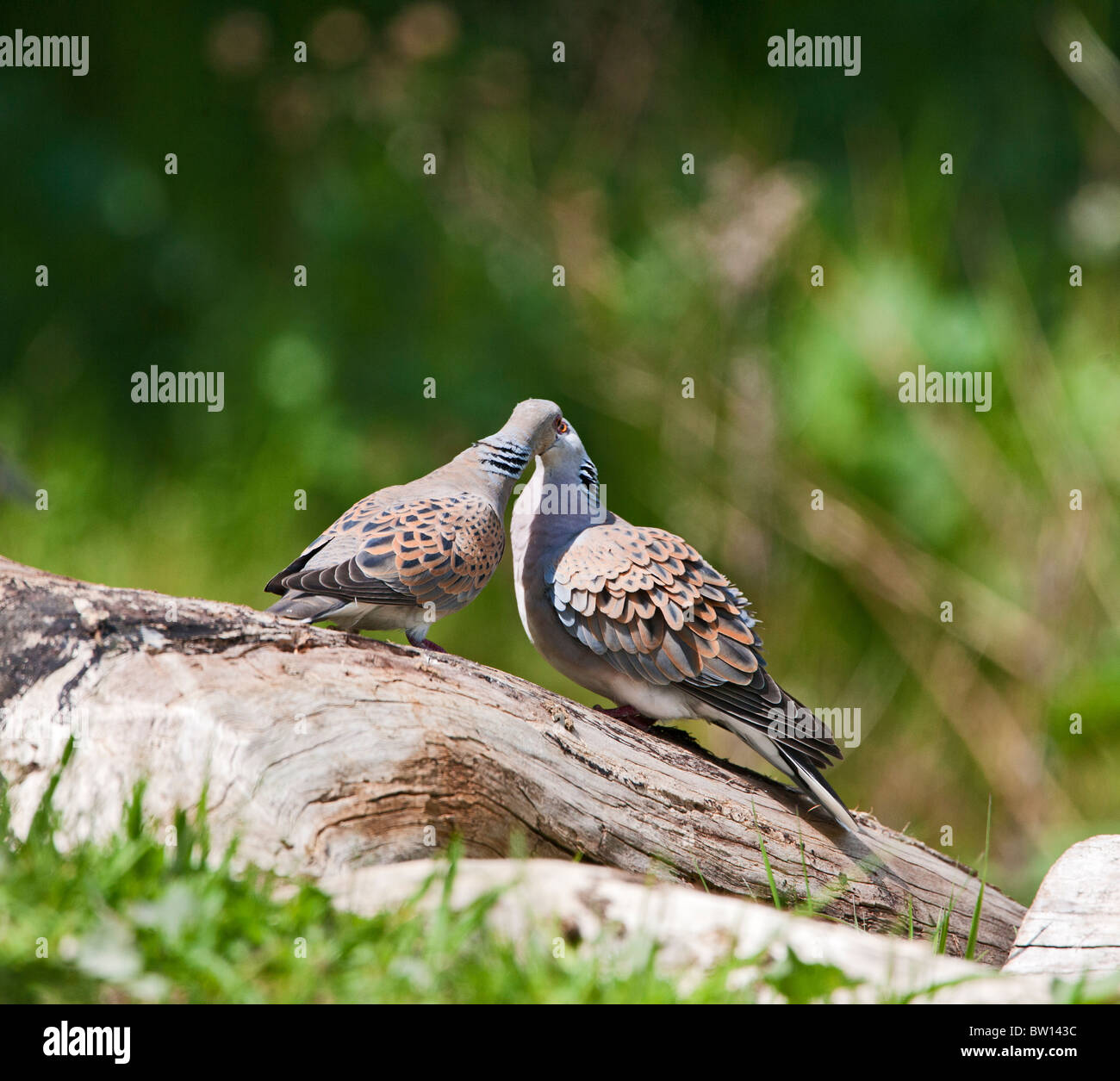 Turtle Dove Streptopelia Turtur Pair In Courtship Display Stock Photo Alamy