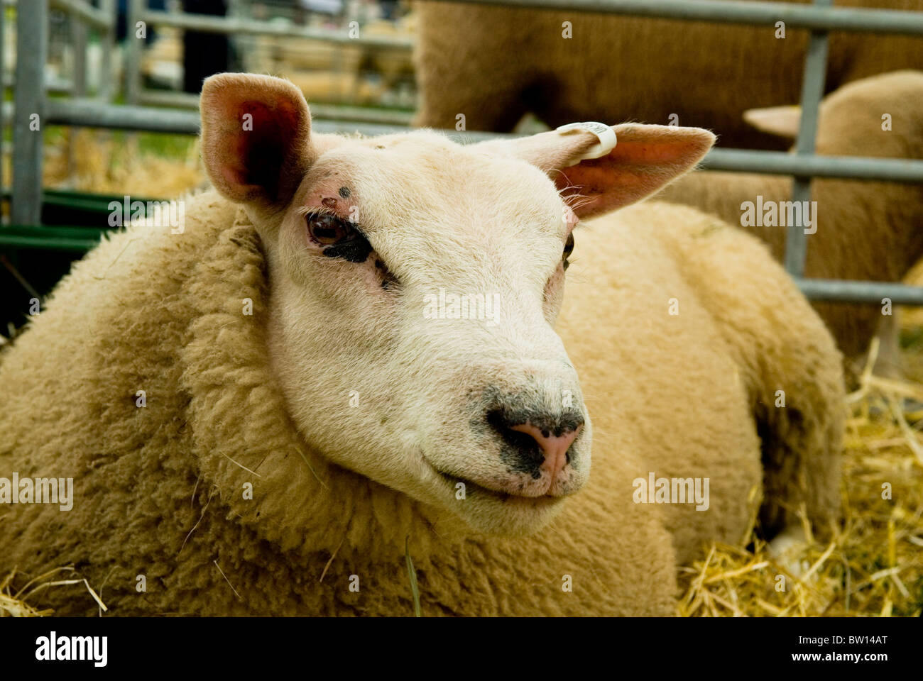 Texel sheep Stock Photo