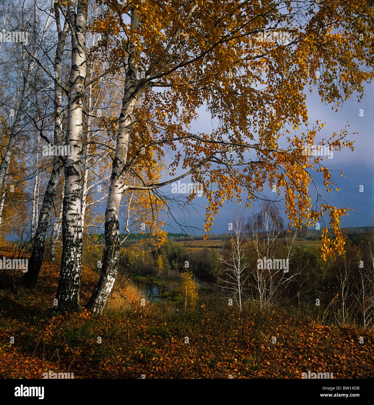 Birch trees over the Biya River in autumn. Altai, Siberia, Russia Stock