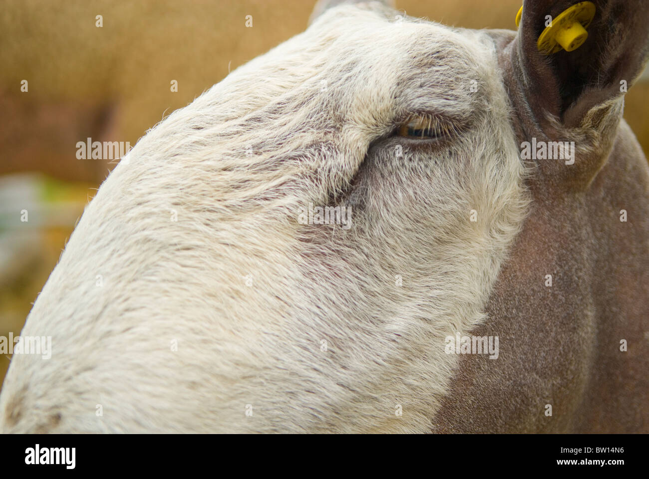 Blue Faced Leicester close up sheep (Ovis aries) Stock Photo