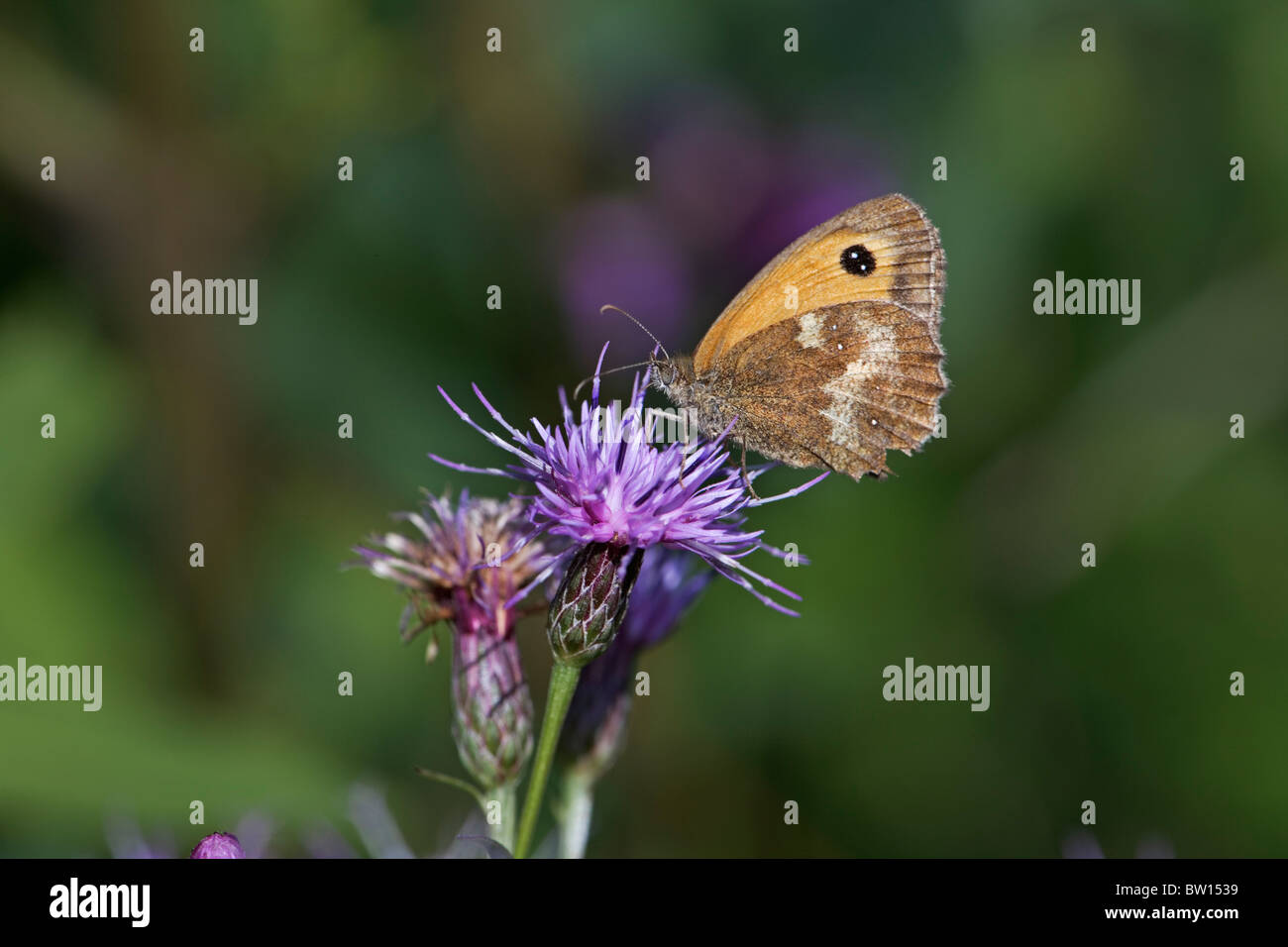 A gatekeeper butterfly (pyronia tithonus) on a saw wort flower in the summer sunshine. Stock Photo