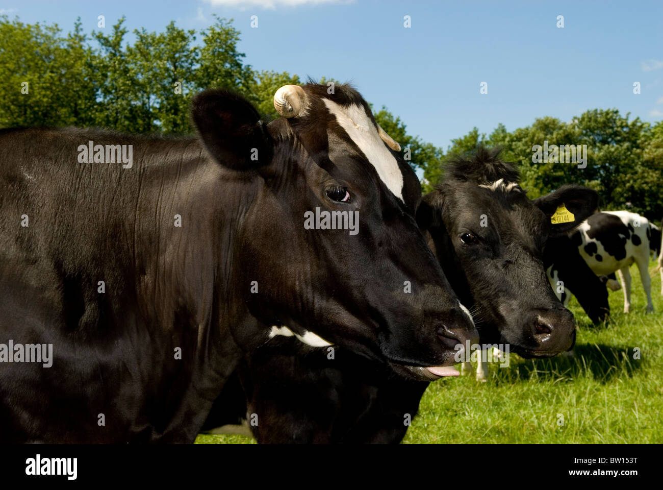 Close up of cows Stock Photo - Alamy