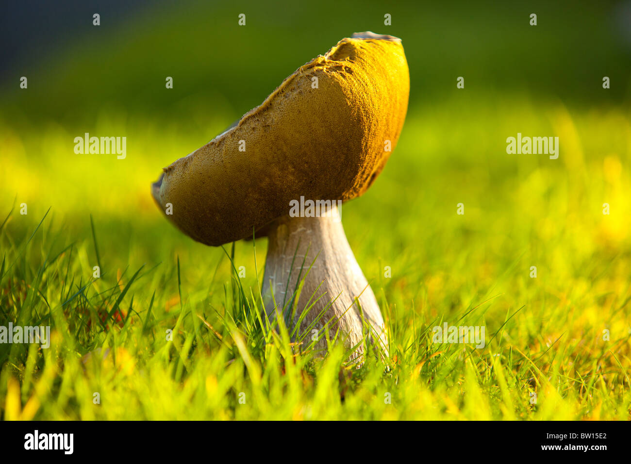 A Boletus funghi in Autumn at Holehird Gardens, Windermere, UK. Stock Photo
