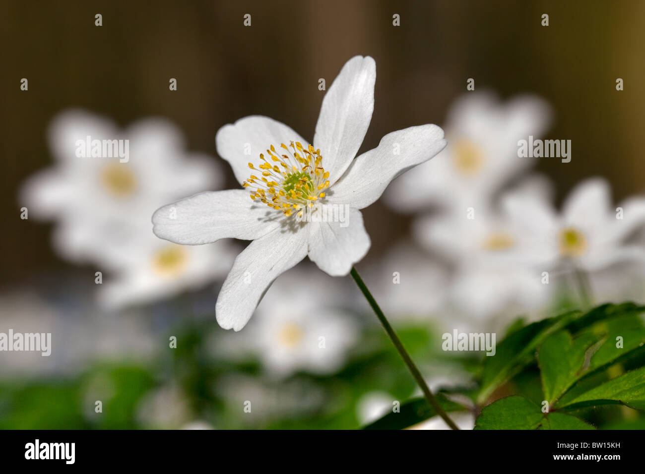 Wood anemones (Anemone nemorosa) flowering in spring forest Stock Photo