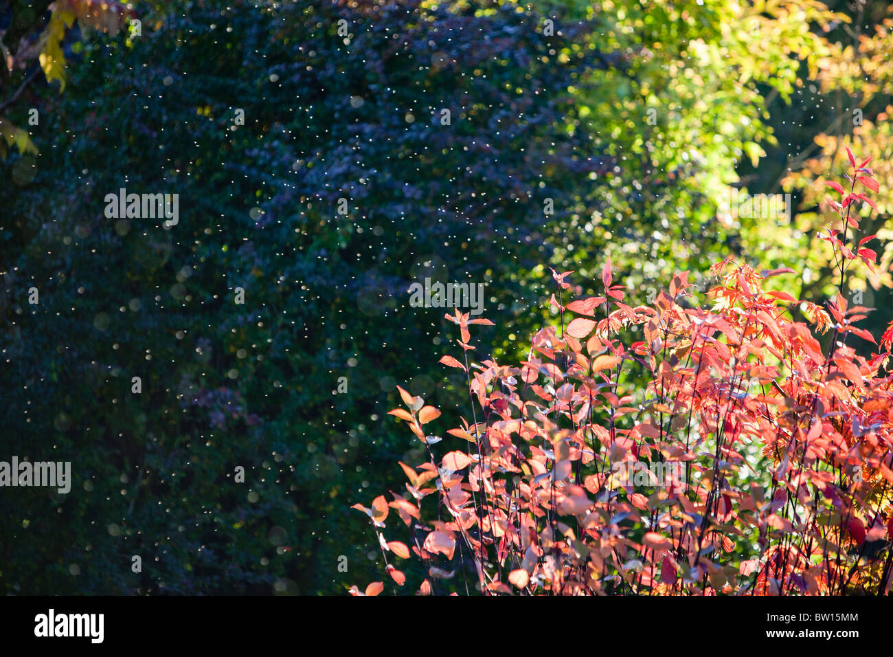 Uk autumn insects hi-res stock photography and images - Alamy