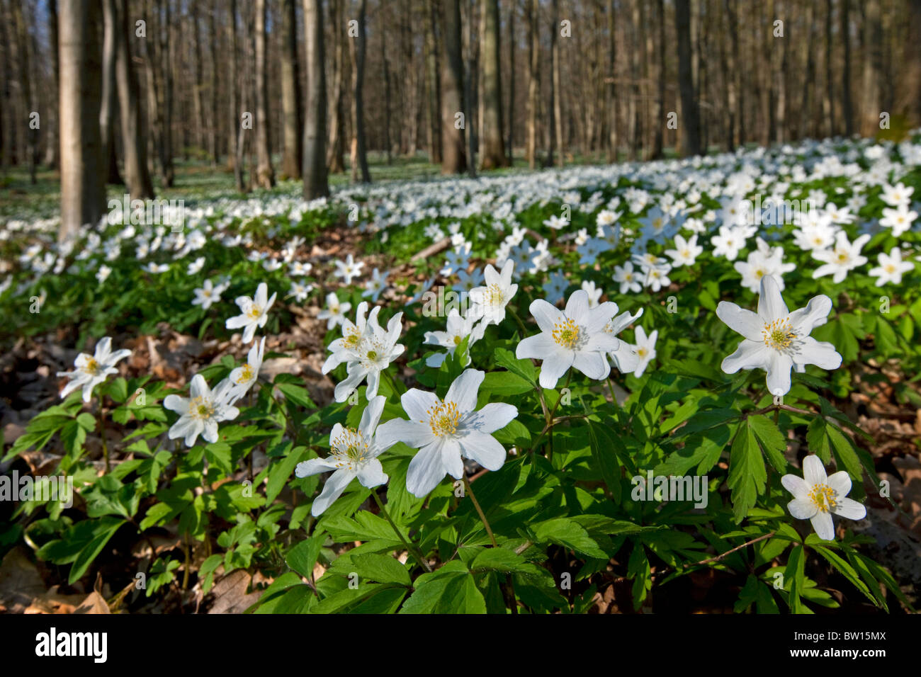 Wood anemones (Anemone nemorosa) flowering in spring forest Stock Photo