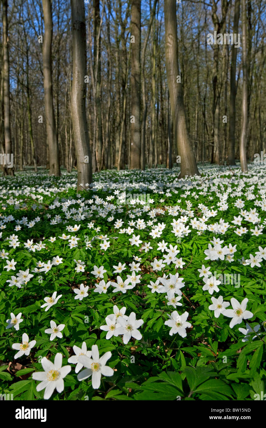 Wood anemones (Anemone nemorosa) flowering in spring forest Stock Photo