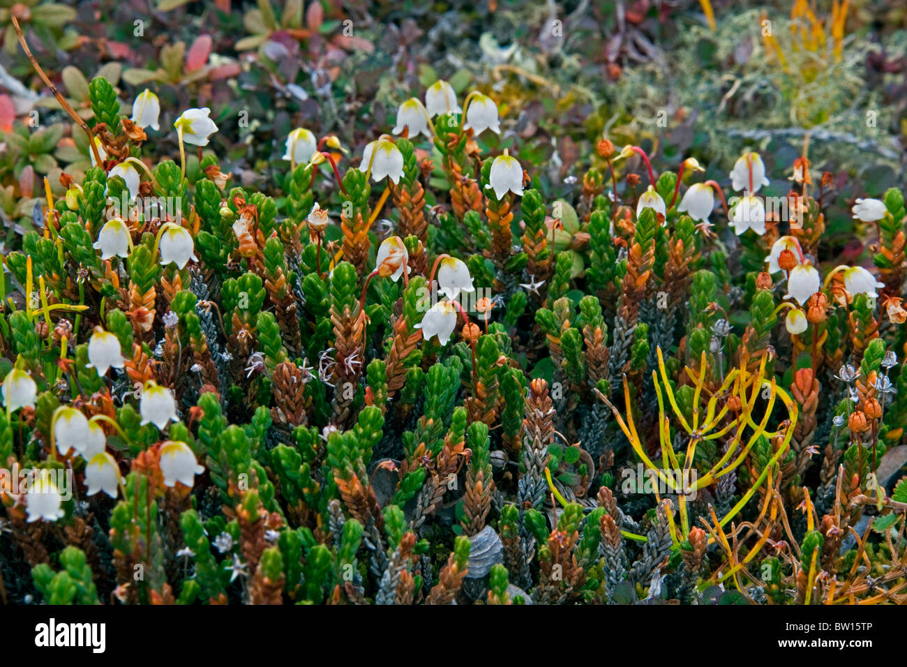 Clubmoss mountain heather / Moss bell heather (Cassiope hypnoides), Disko-Bay, Greenland Stock Photo