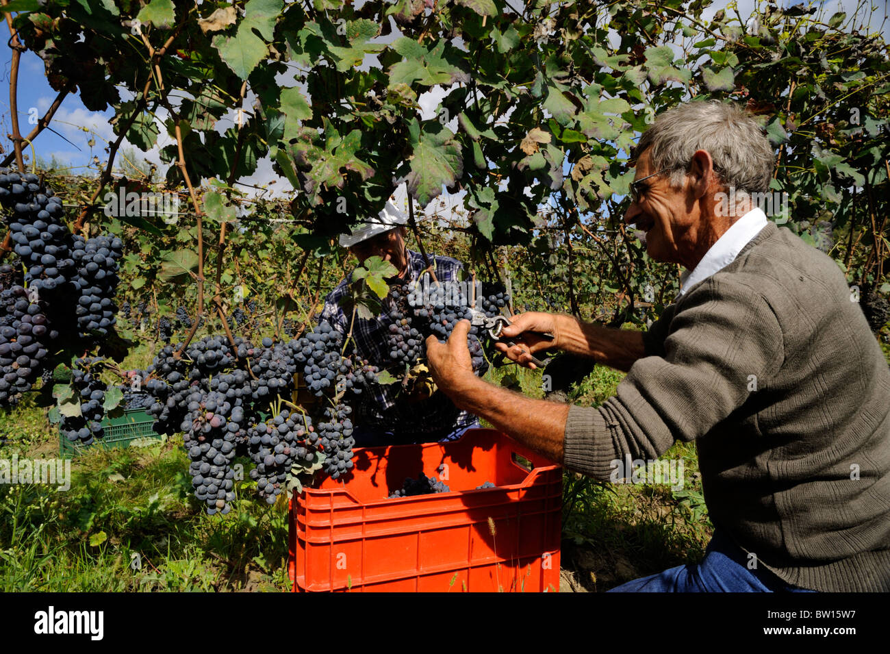 Italy, Basilicata, Roccanova, vineyards, grape harvest, farmer hand picking grapes Stock Photo