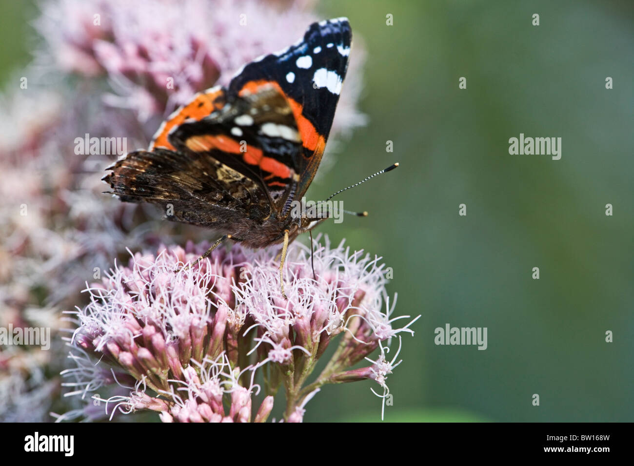 Red Admiral butterfly (vanessa atalanta) on hemp agrimony Stock Photo