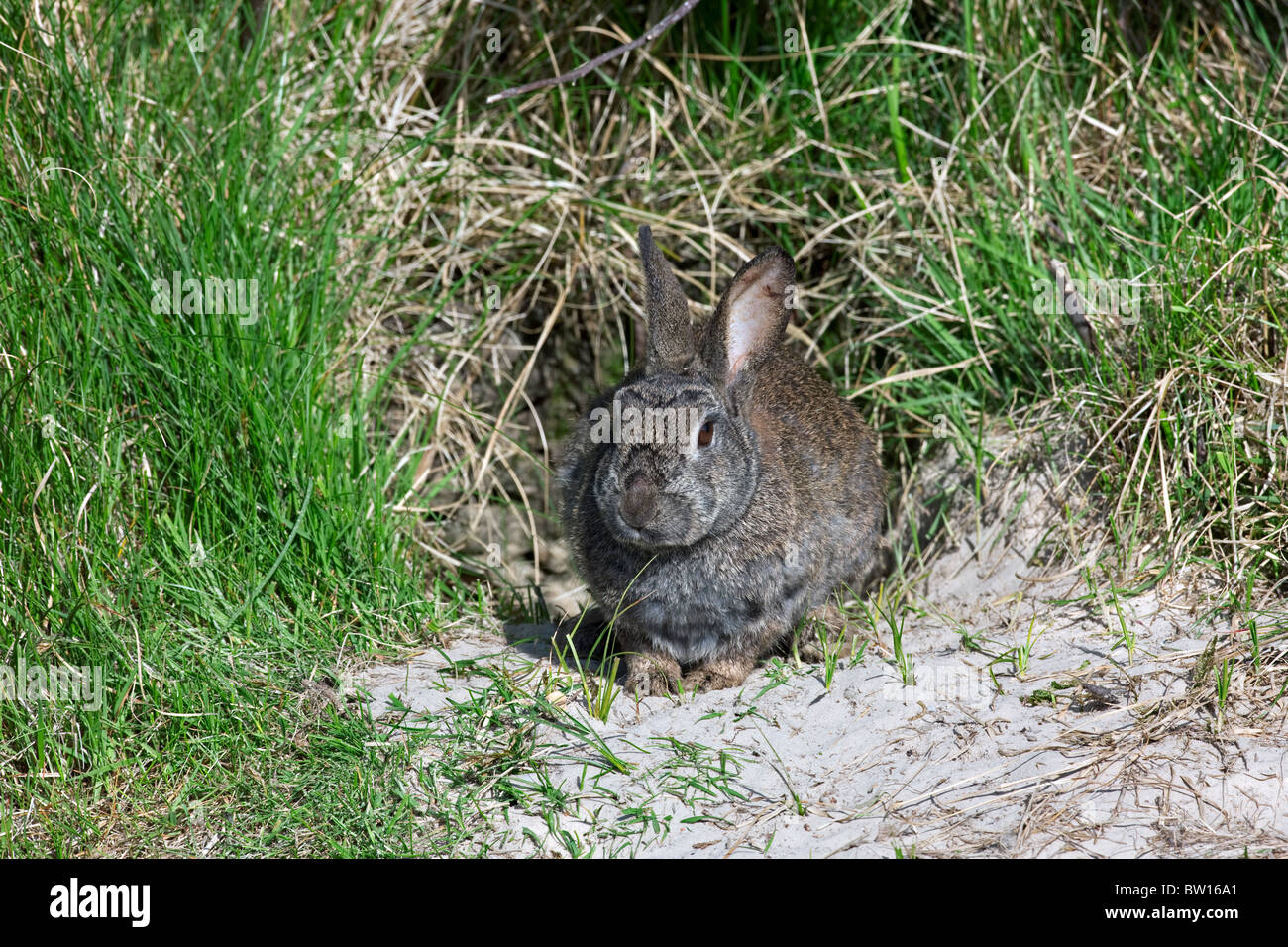 European rabbit (Oryctolagus cuniculus) in front of burrow entrance, Germany Stock Photo