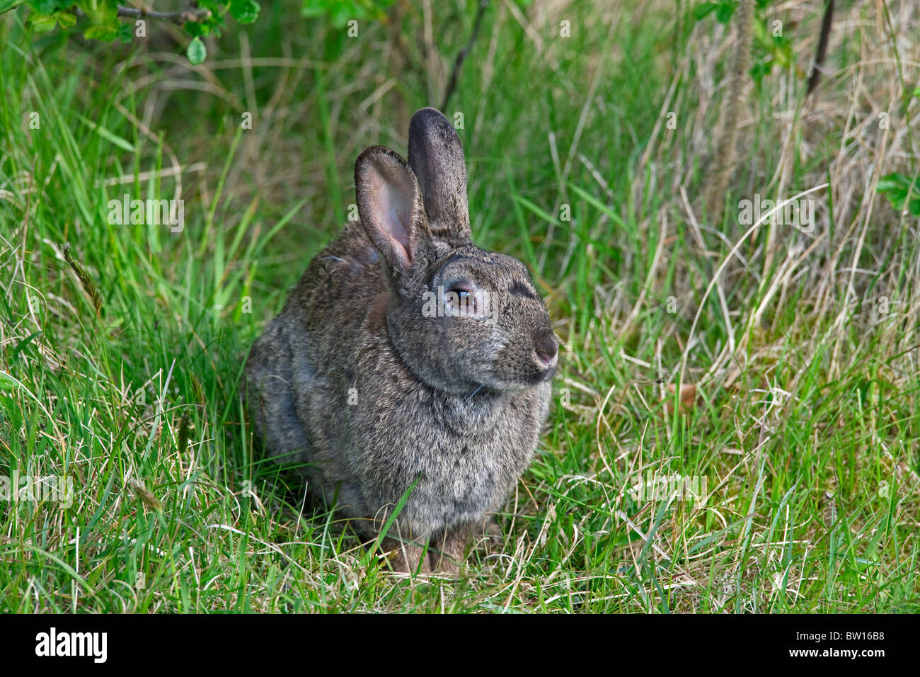 European rabbit (Oryctolagus cuniculus) with infected eyes, Germany Stock Photo