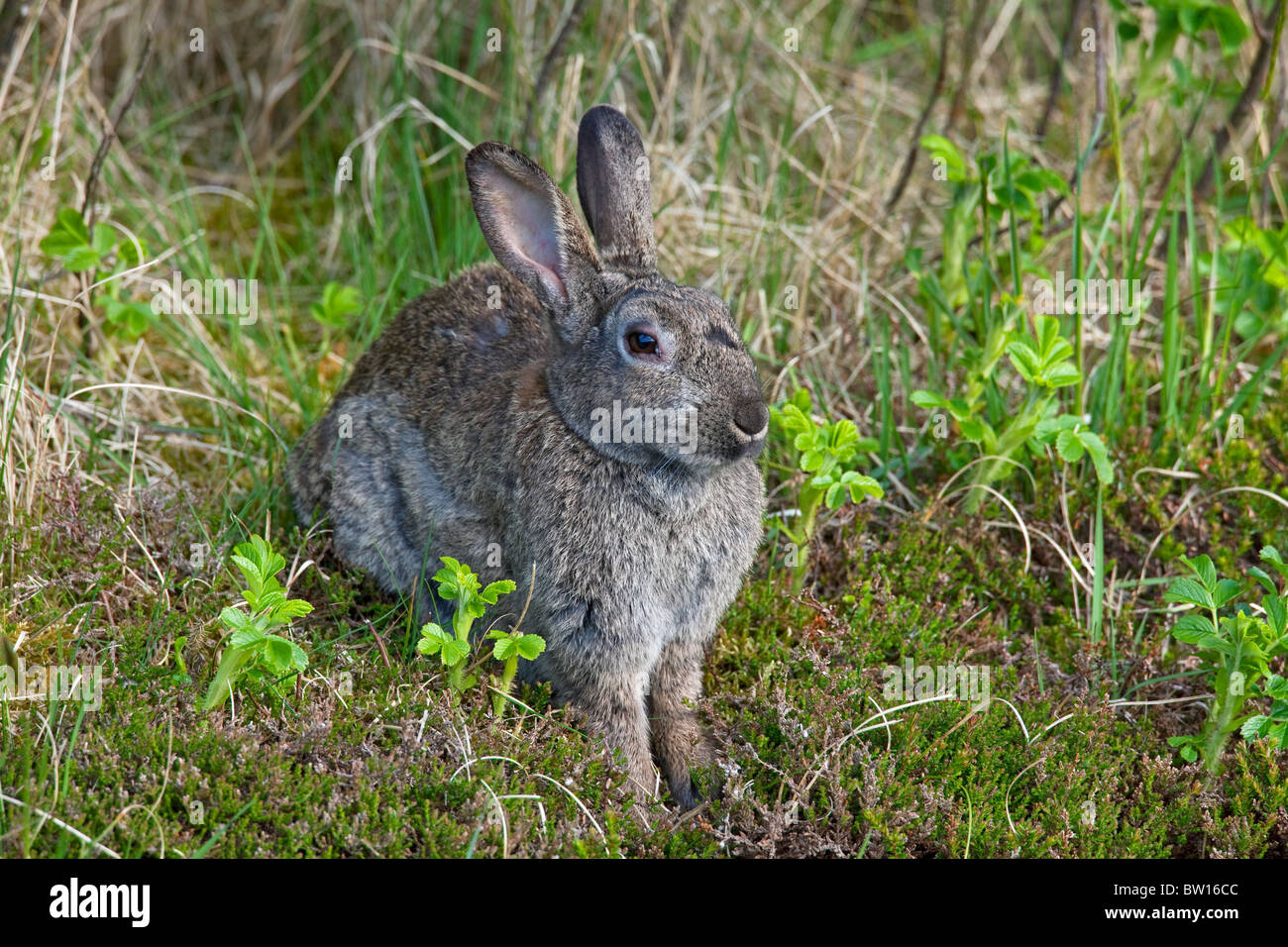 European rabbit (Oryctolagus cuniculus) with infected eyes, Germany Stock Photo