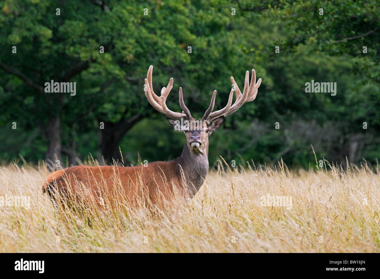 Red deer stag (Cervus elaphus) with antlers covered in velvet in summer, Denmark Stock Photo