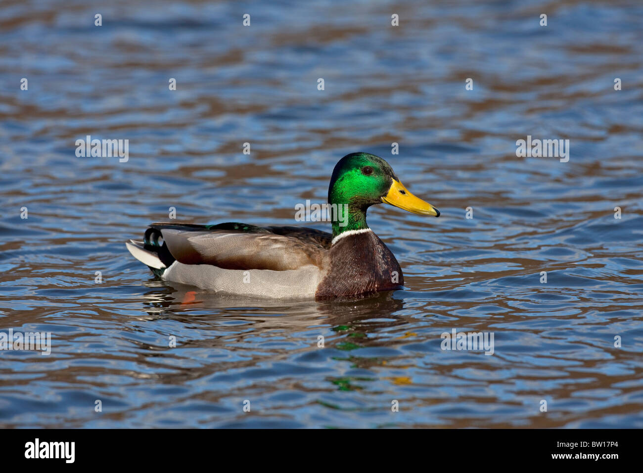 Mallard / Wild duck (Anas platyrhynchos) drake swimming in lake Stock Photo